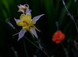 Columbine, Bodnant Garden, Wales