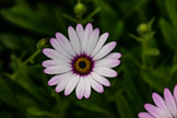 Osteospernun Ecklonis-Cape marguerite, Bodnant Garden, Wales Bodnant Garden, Wales