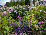 Some of the roses at Bodnant Garden, Wales