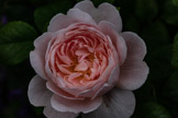 A rose at Bodnant Garden, Wales