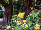 A rose at Bodnant Garden, Wales