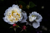 A rose at Bodnant Garden, Wales