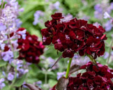 Dianthus barbatus Sweet Black Cherry, Bodnant Garden, Wales