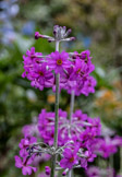 Primula pulverulenta, Bodnant Garden, Wales