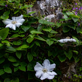 Bodnant Garden, Wales