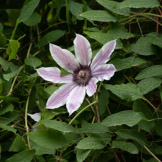 Clematis, Bodnant Garden, Wales