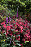 Foxgloves & Azaleas, Bodnant Garden, Wales