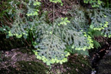 Possibly a Western Hemlock in Bodnant Garden, Wales