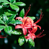 Azalea, Bodnant Garden, Wales