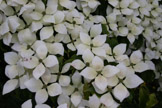 Cornus Kousa var. Chinensis, Bodnant Garden, Wales