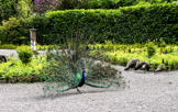 Peacock in front courtyard of Gwydir Castle in Conwy valley, Wales