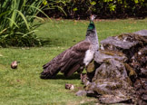 Peacock hen with her chicks in garden of Gwydir Castle, Conwy valley, Wales