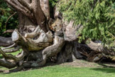 Old Tree sculpted by nature and man, Gwydir Castle, Conwy valley, Wales