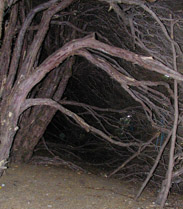 Looking under the hedge at Blickling Hall, Blickling, Aylsham, Norfolk, England