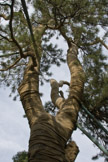 Bandaged Tree at the Summer Palace (Yíhéyuán), Beijing, China