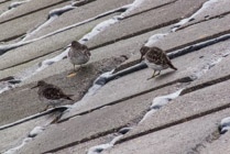 Purple Sandpipers on the beach in Footdee (pron. Fittie), Scotland