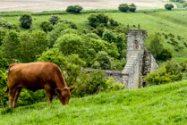 Wharram Percy Medeaval Village, occupied 10thC to 12thC, now a cow pasture south of Wharram-le-Street, North Yorkshire, England