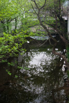 Tea Plantation, Hangzhou, China
